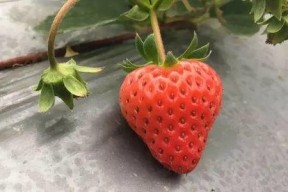 草莓视频国产,本土创新与全球视野的交融